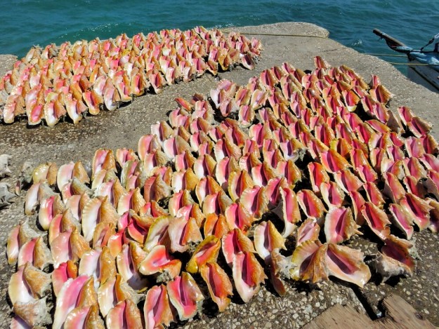 Hundreds of conch shells at the opening of Conch season