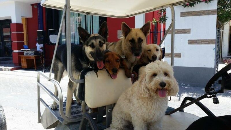 dogs-in-cart