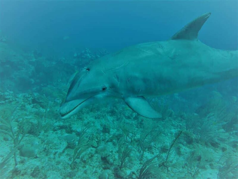Gorgeous Dolphin Diving San Pedro Belize