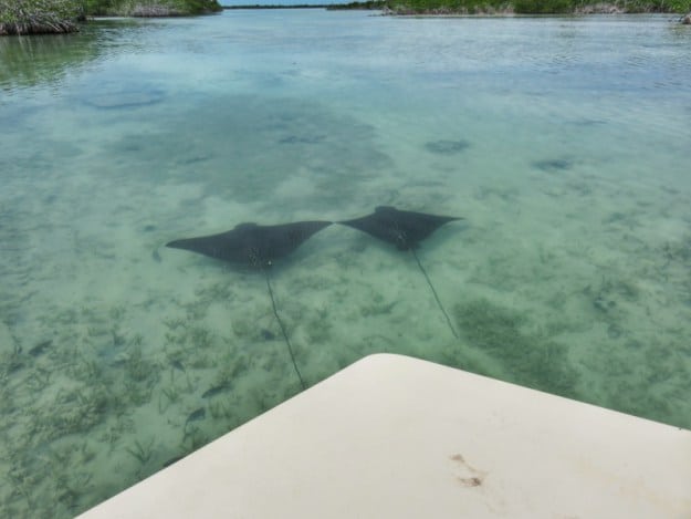 Two gliding eagle rays