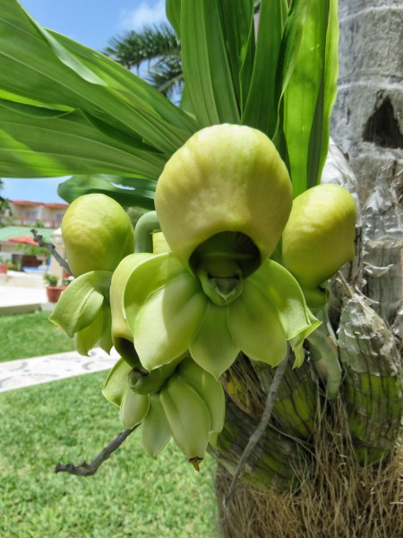 Amazing Green Orchid at Grand Colony