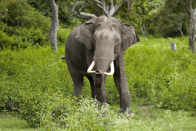 Kerala State Animal: Indian Elephant