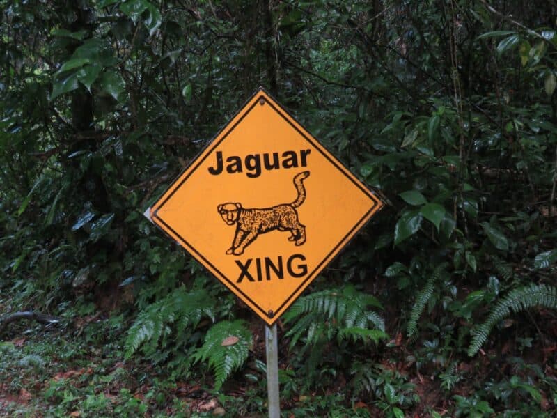 jaguar-crossing
