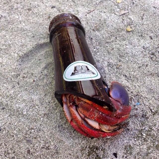 Hermit Crab in a Belikin Bottle