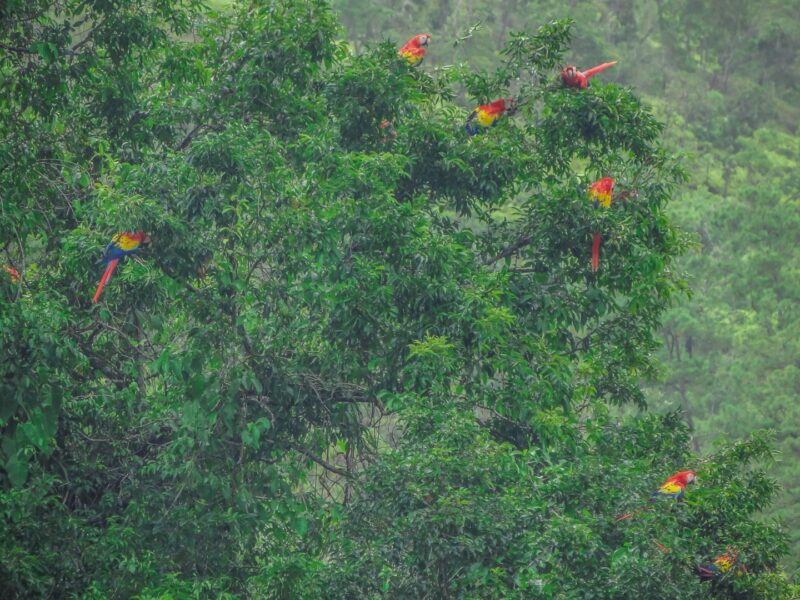macaws in tree