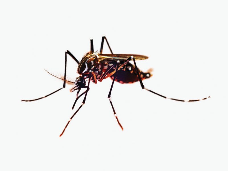 Mosquito pic from Wired.com