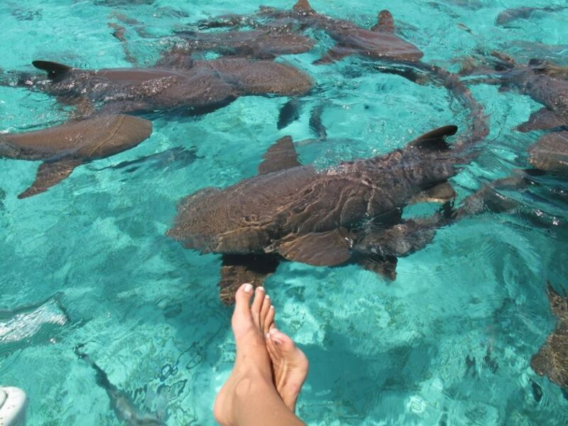 Belize Tour Adventure - Swimming with Sharks in Belize