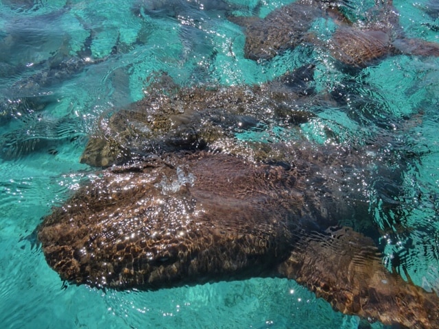 Nurse Sharks at Hol Chan off Ambergris Caye, Belize.  Jump in!