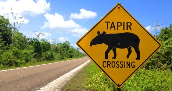 tapir-crossing