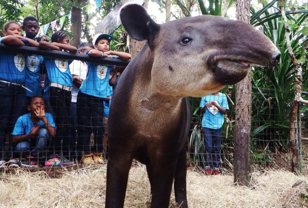 School kids visiting young Fuego the tapir