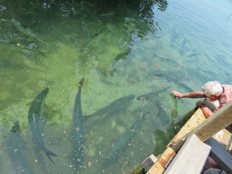 Feed the hungry and huge tarpon Caye Caulker