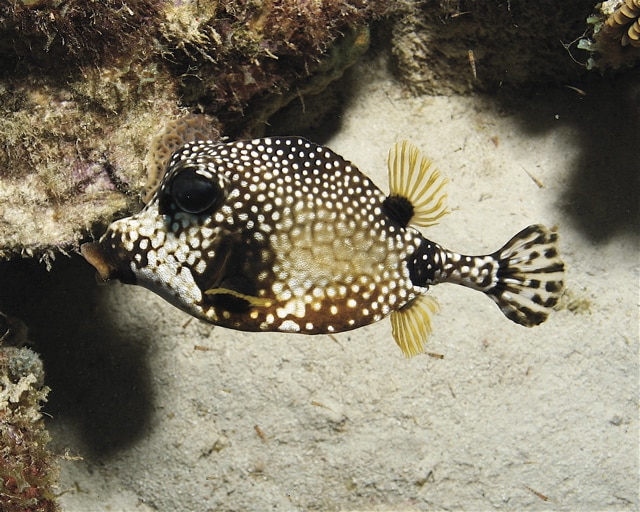 trunkfish1-3