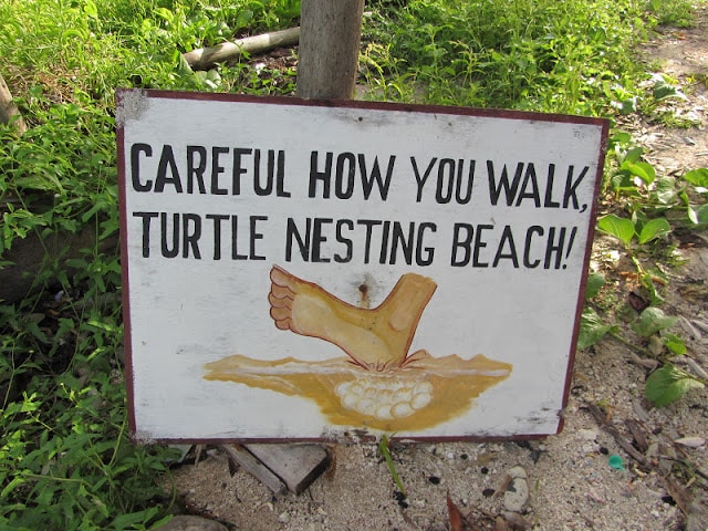 turtle-nesting-area-bacalar-chico