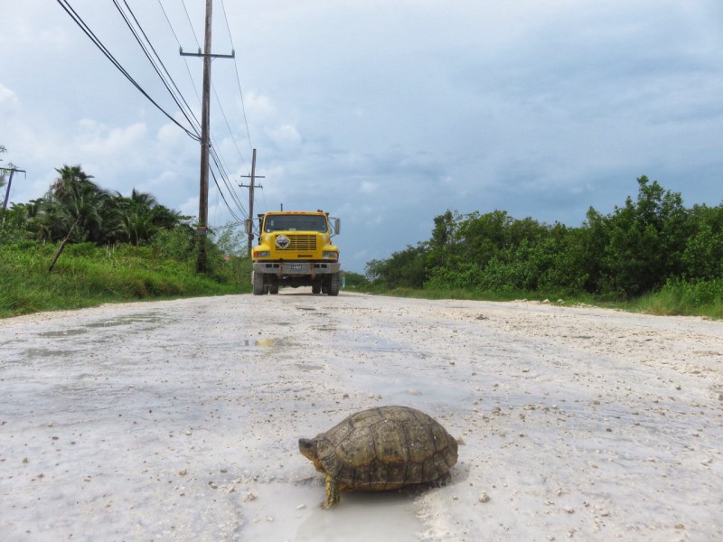 Turtle in road on wet day