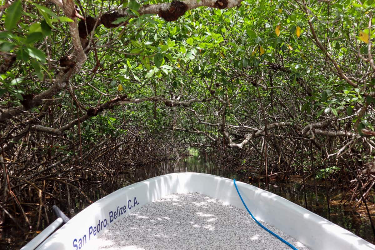 Bacalar Chico mangroves