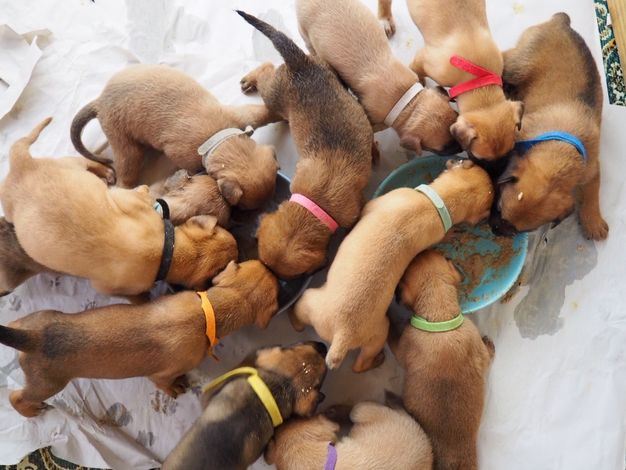 Mocha's 12 puppies