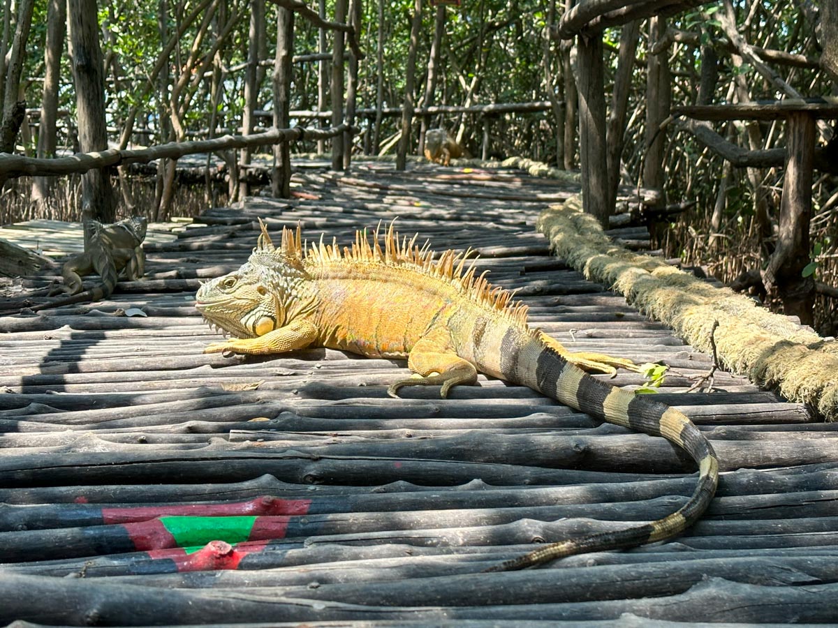 Orange Iguana blocking the pathway