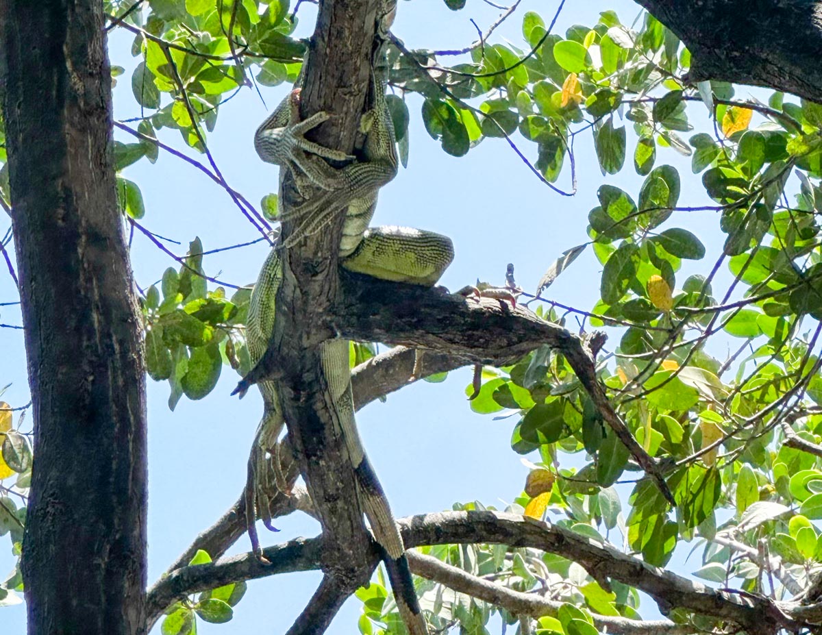 Iguana clinging in tree