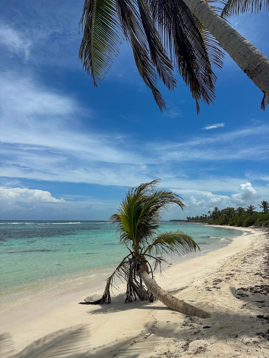 Coconut trees by Robles Point