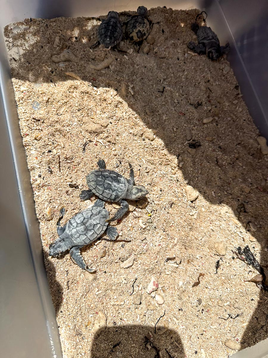 Loggerhead babies at Robles Point
