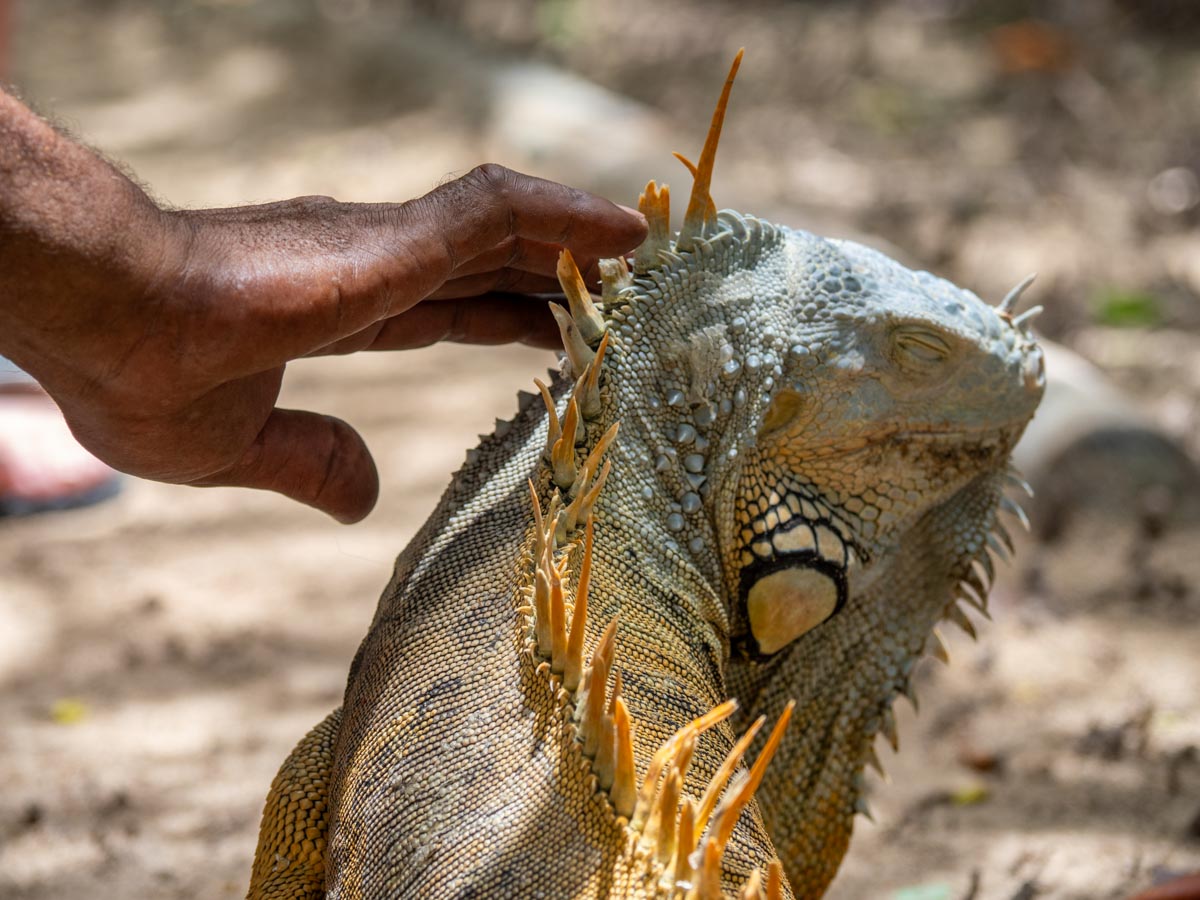 Petting an iguana