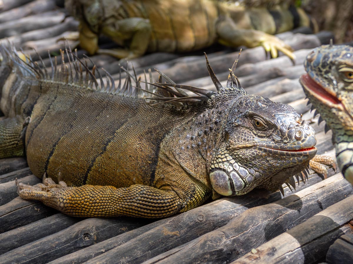 The funny way iguanas lay down