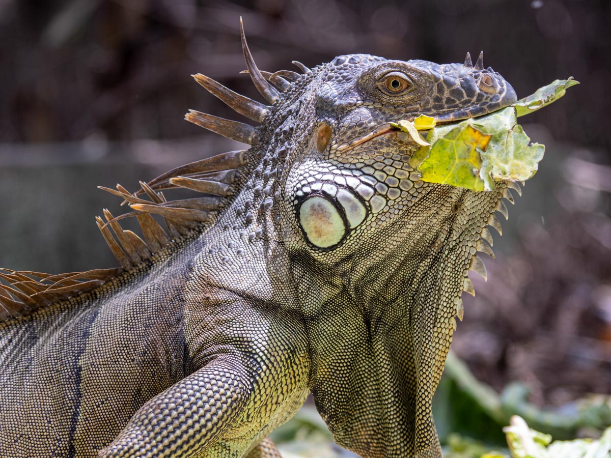 Iguana eatin lettuce