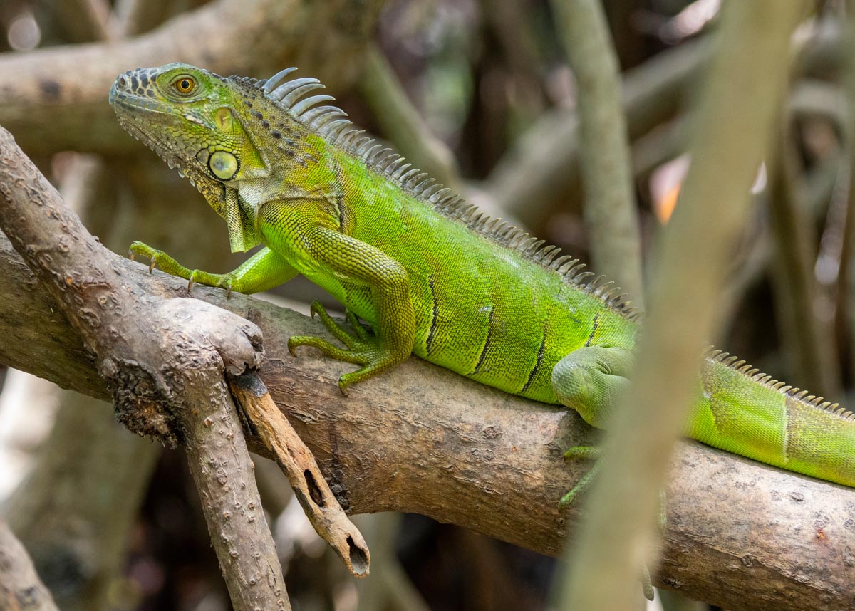 A younger iguana in the mangroves
