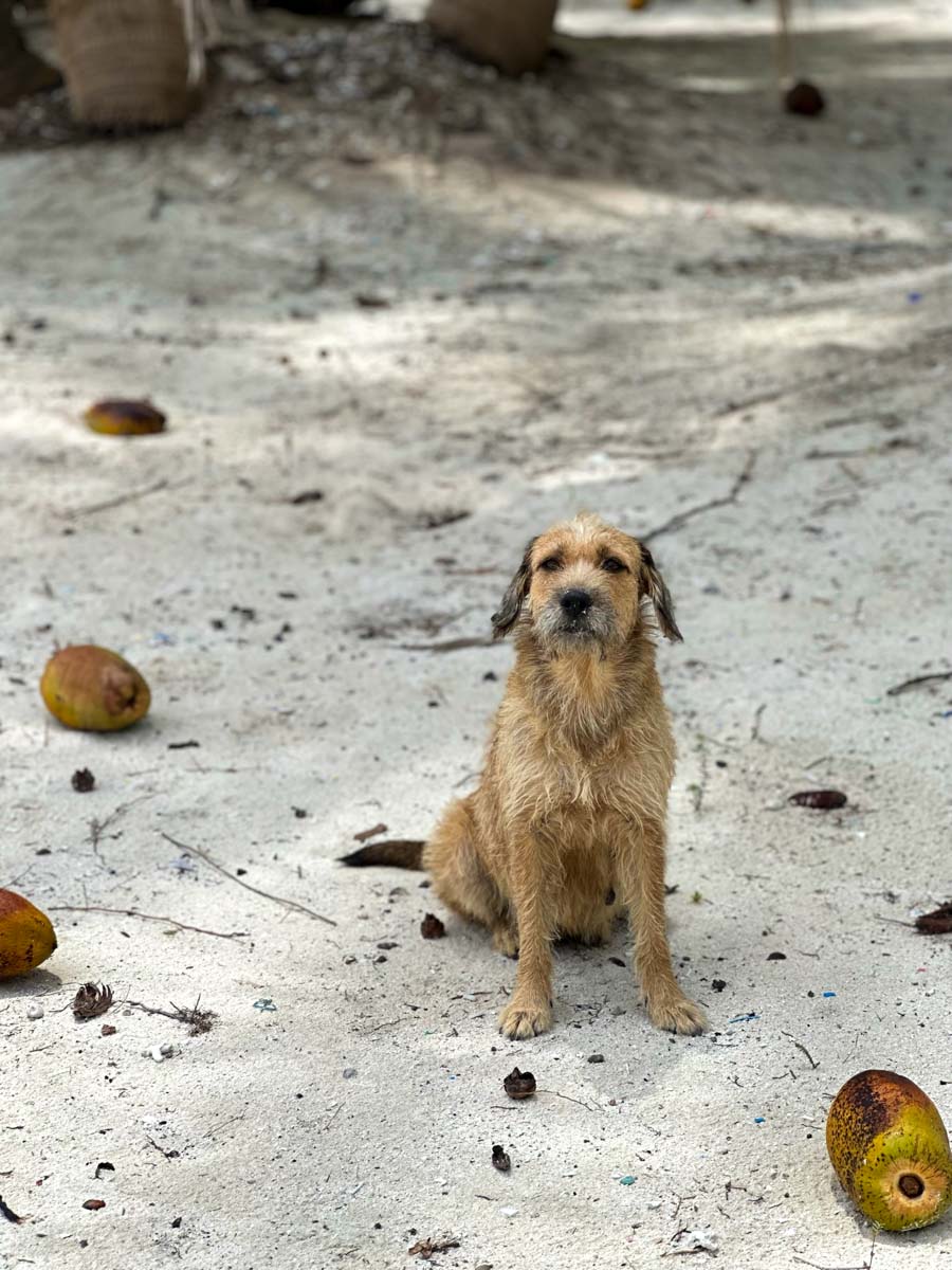 Scruffy dog on the beach