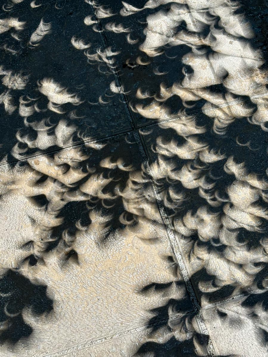 Eclipse shadows through the bougainvillea