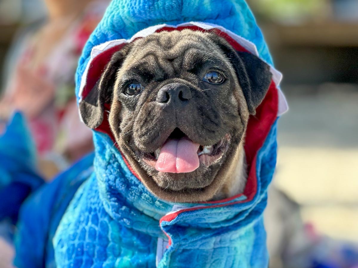 Pug in plush shark costume