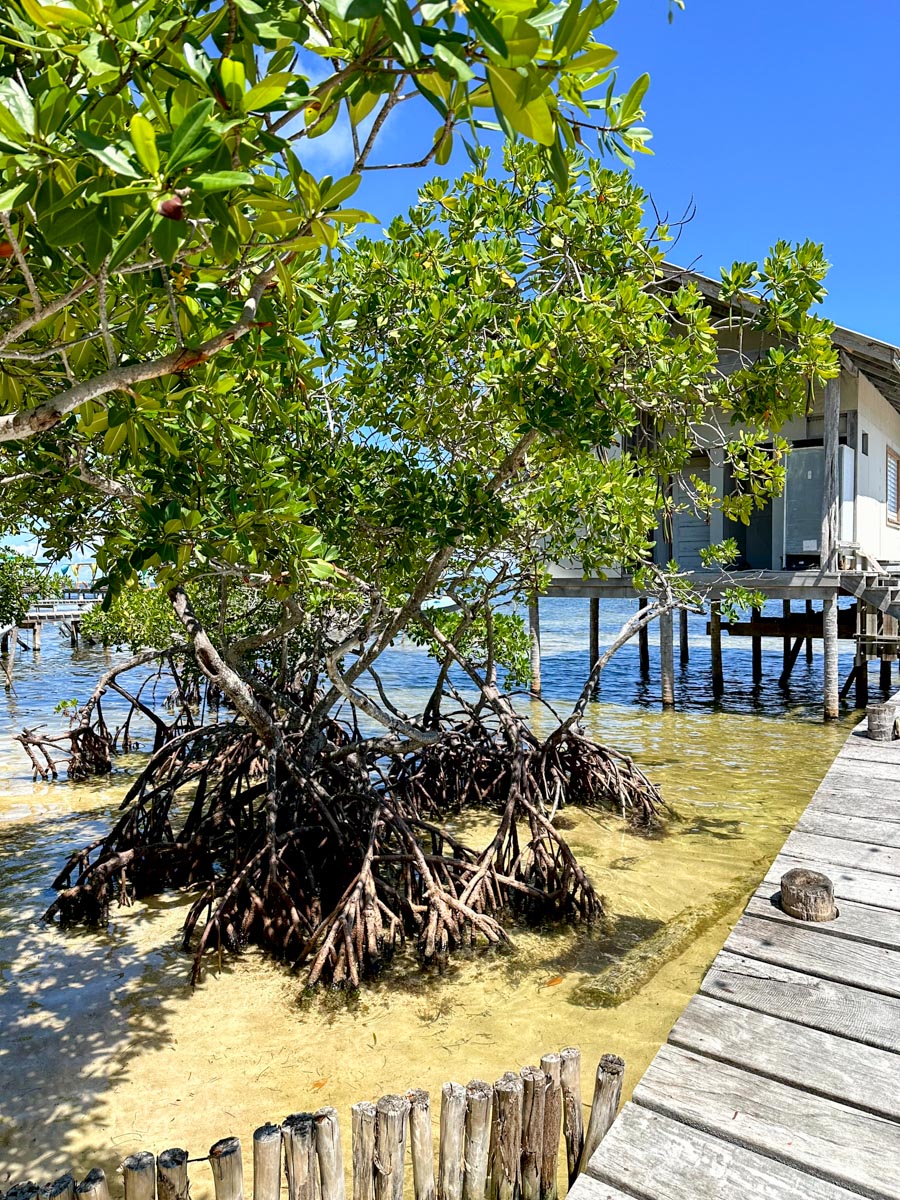 Mangroves by the Entrance