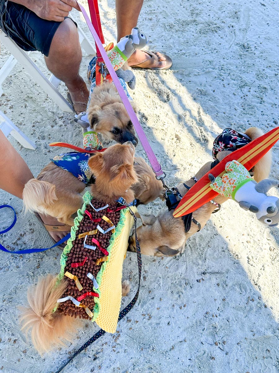 Gone surfing dogs meet taco dogs in costumes