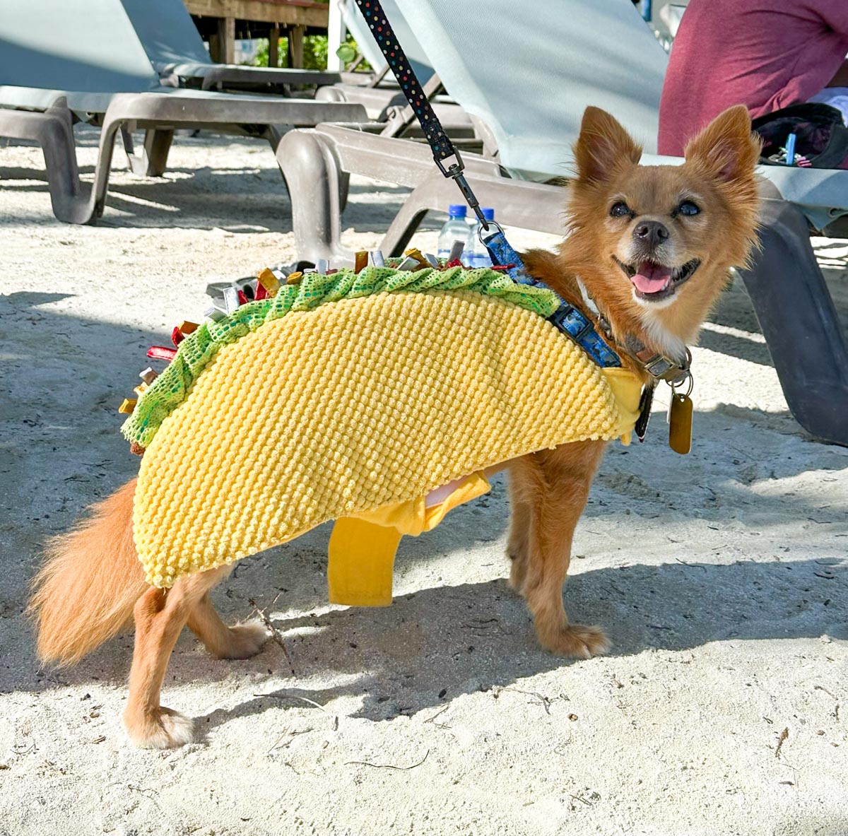 Dog dressed as taco
