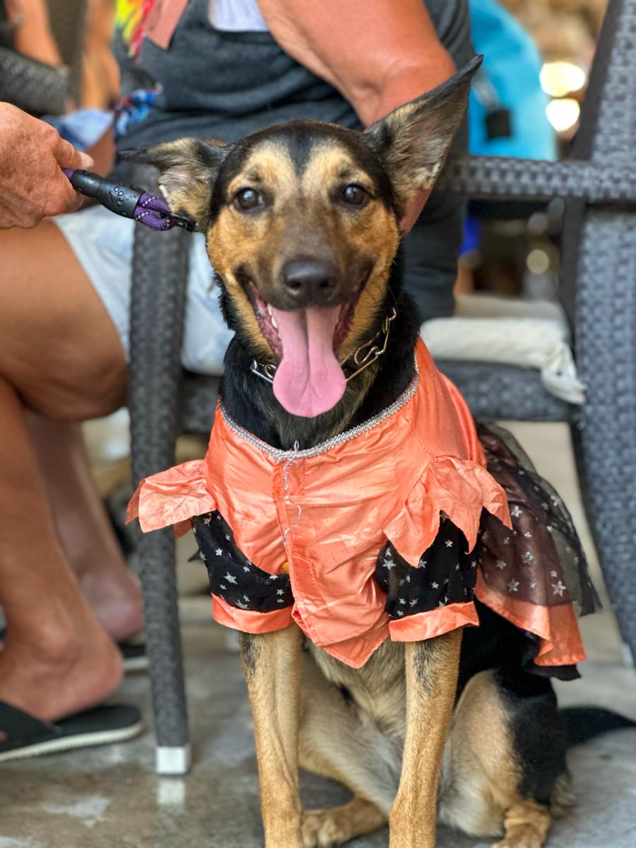 Dog in pumpkin costume