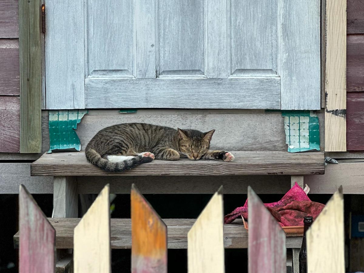 Cat snoozing on a porch in Caye Caulker