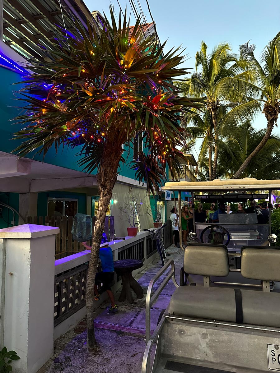 Palm tree with lights