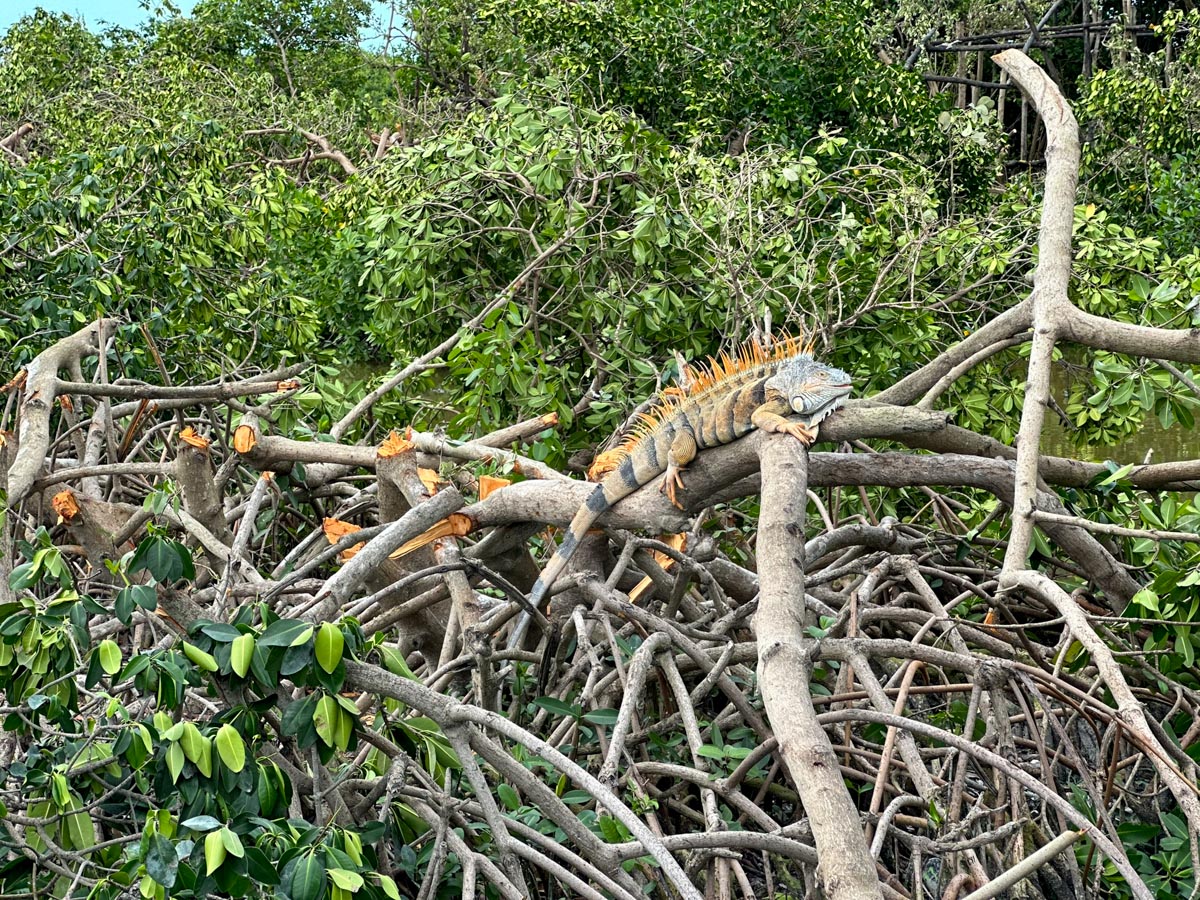 Iguanas still sitting on trees
