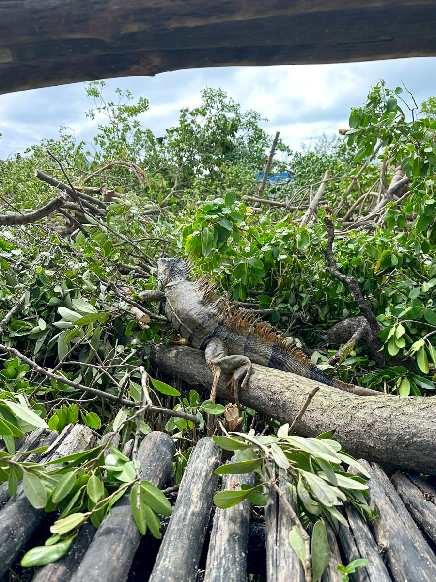 Iguanas clinging to the mangroves