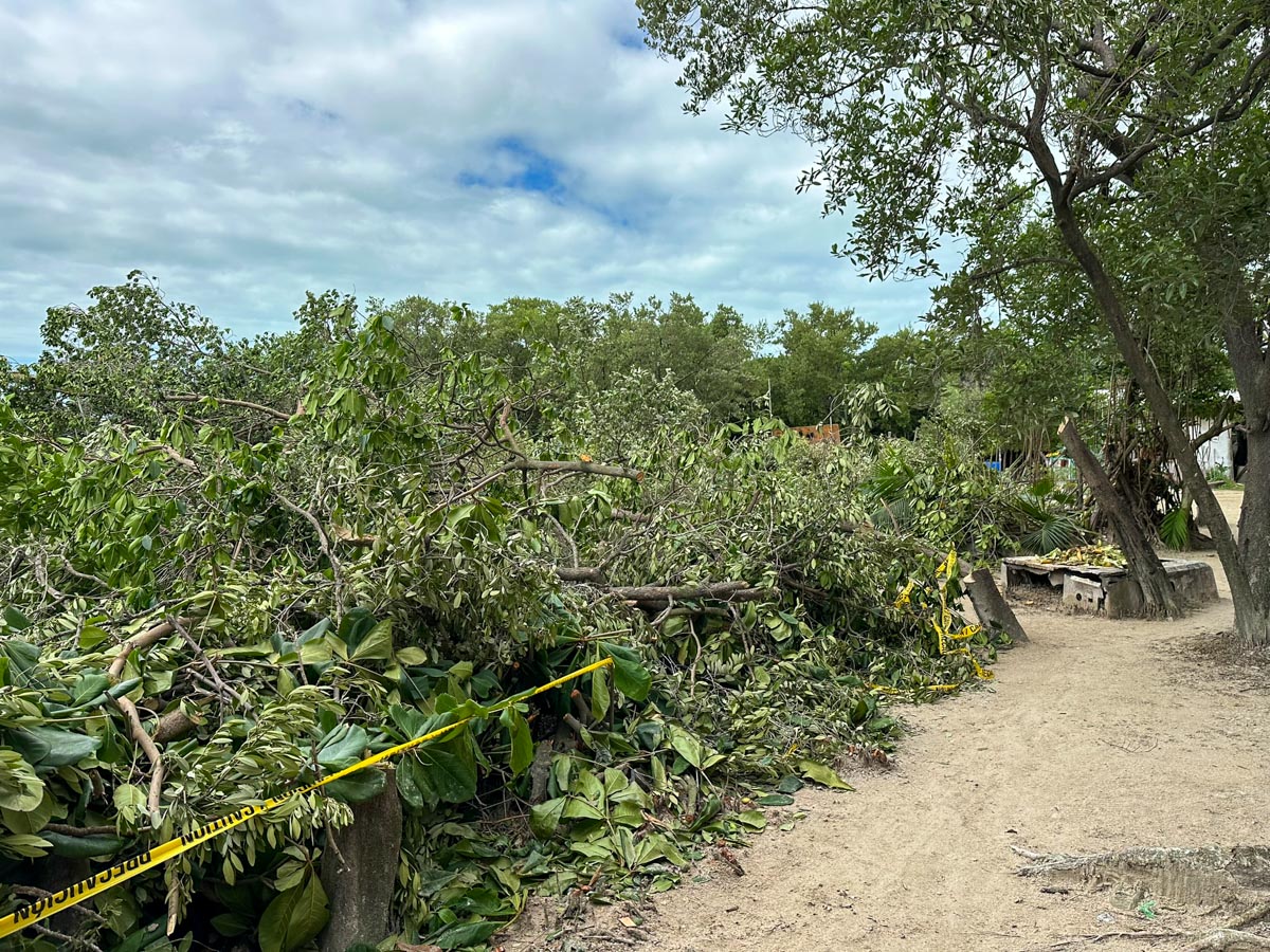The mangroves cut on the way into the park