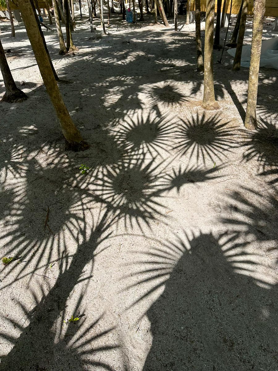 Palm trees and beautiful shadows