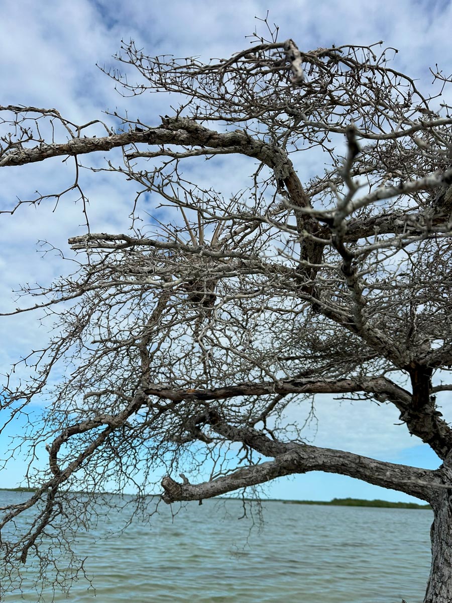 Craggy tree growin along lagoon