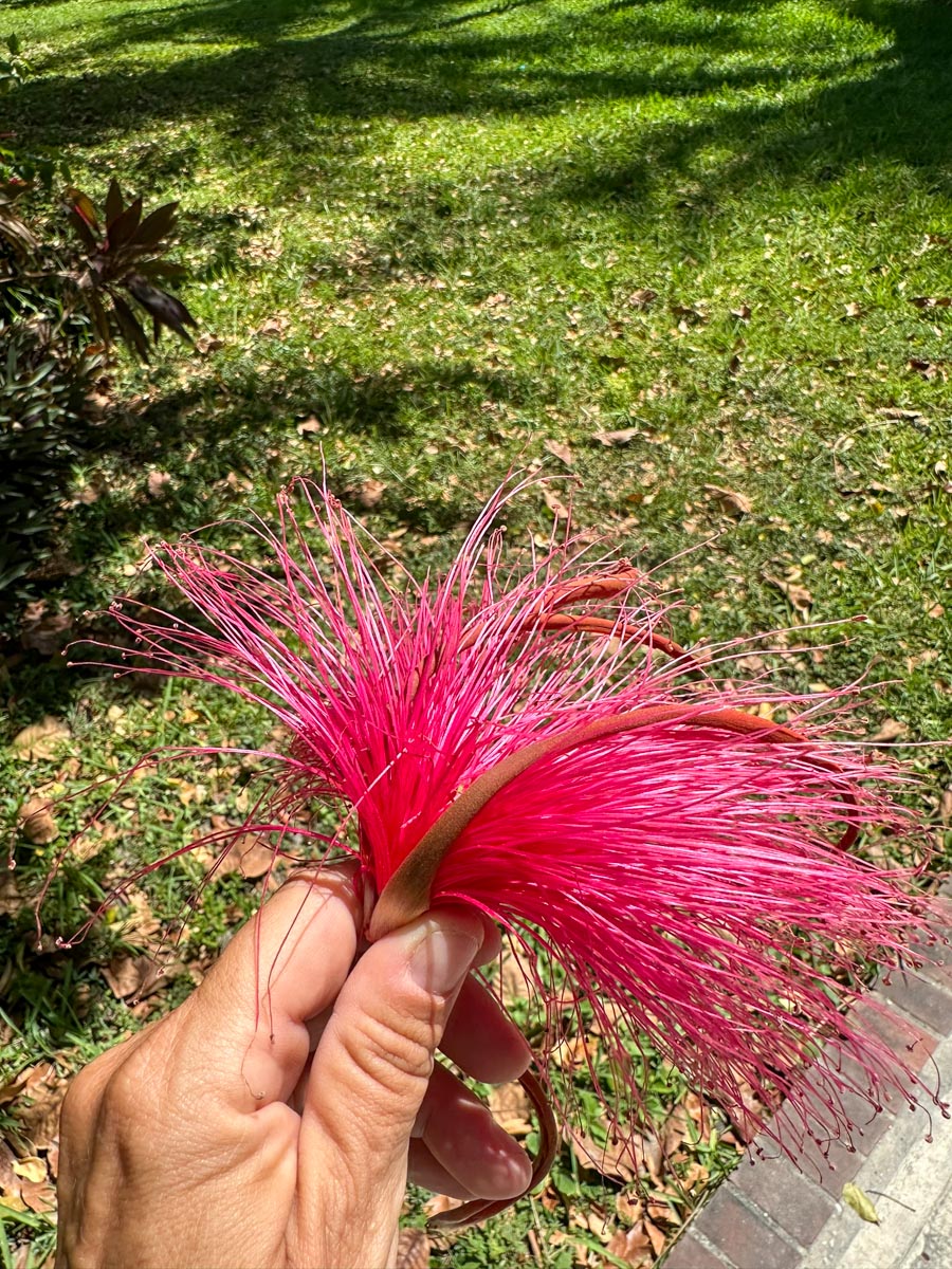 Pink provison tree flower