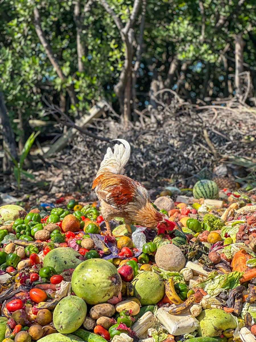 rooster on a pile of tropical veggies