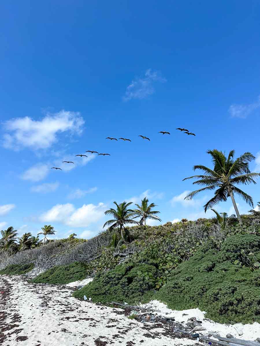 Pelicans soaring over Robles Point
