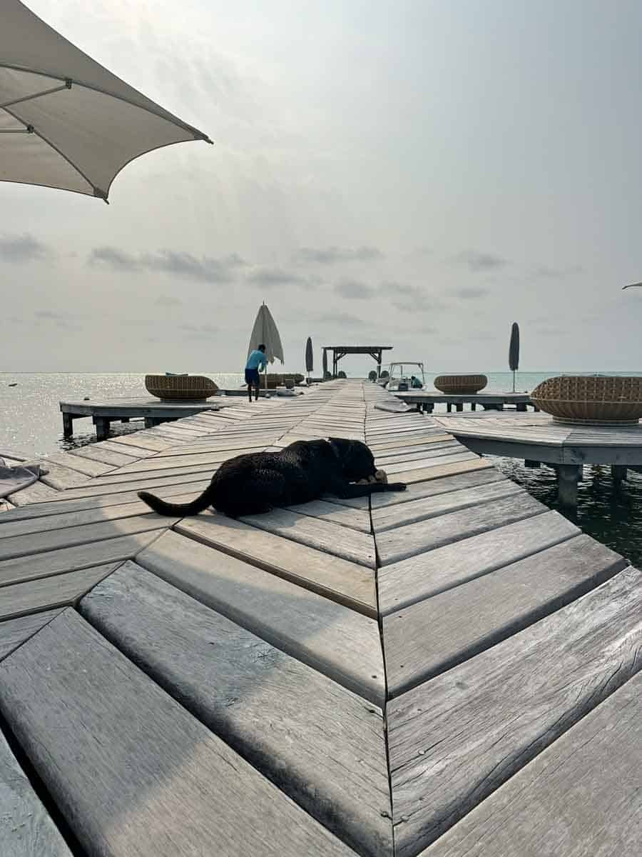 Taco the resort dog on the dock