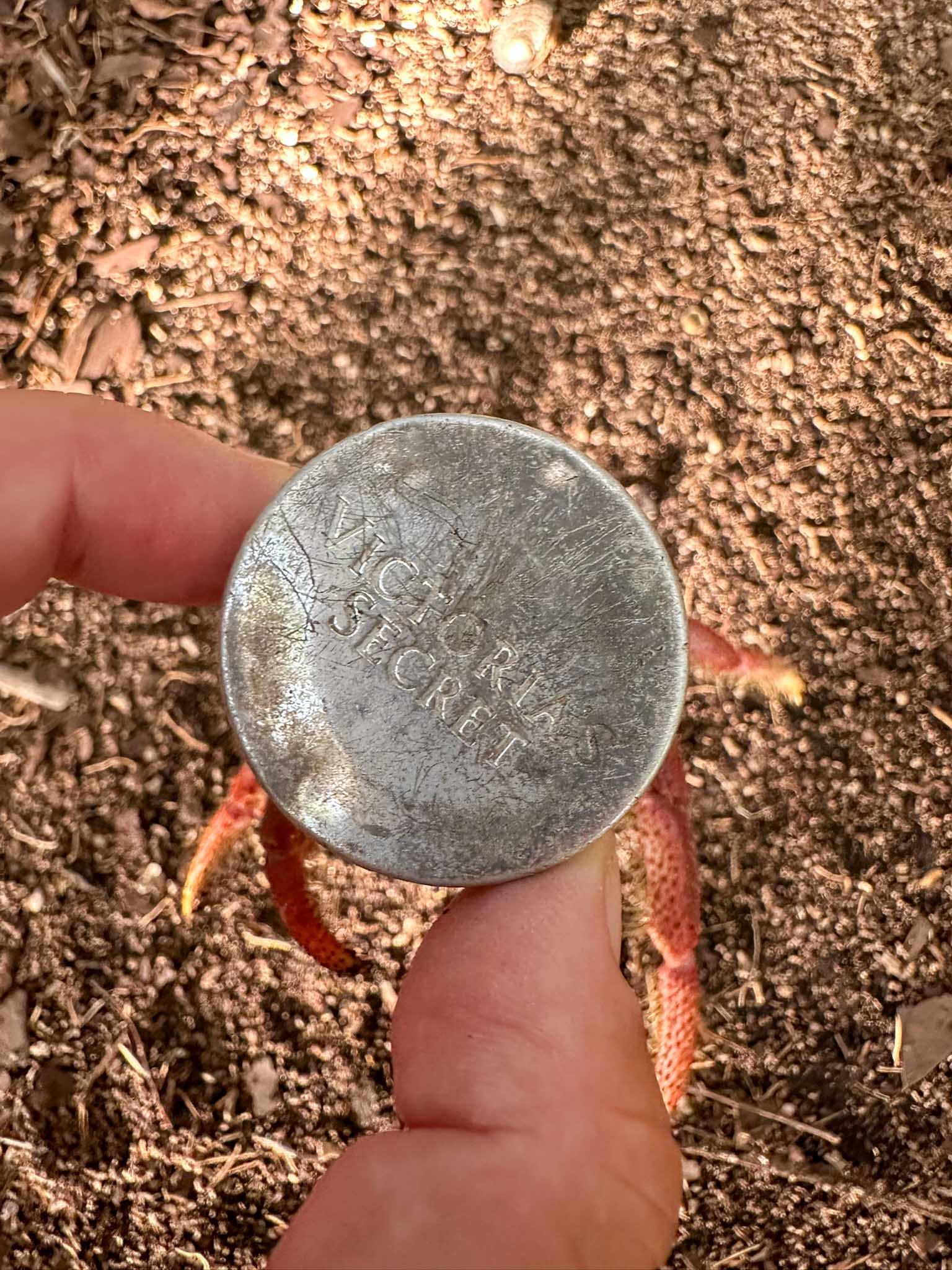 Crab in Victoria Secret Cap