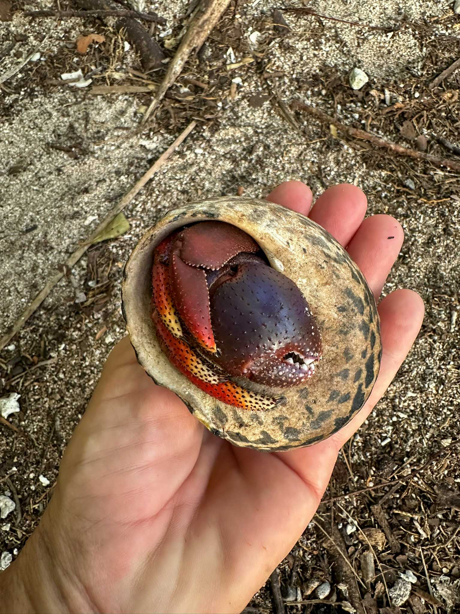 Hermit crab in shell