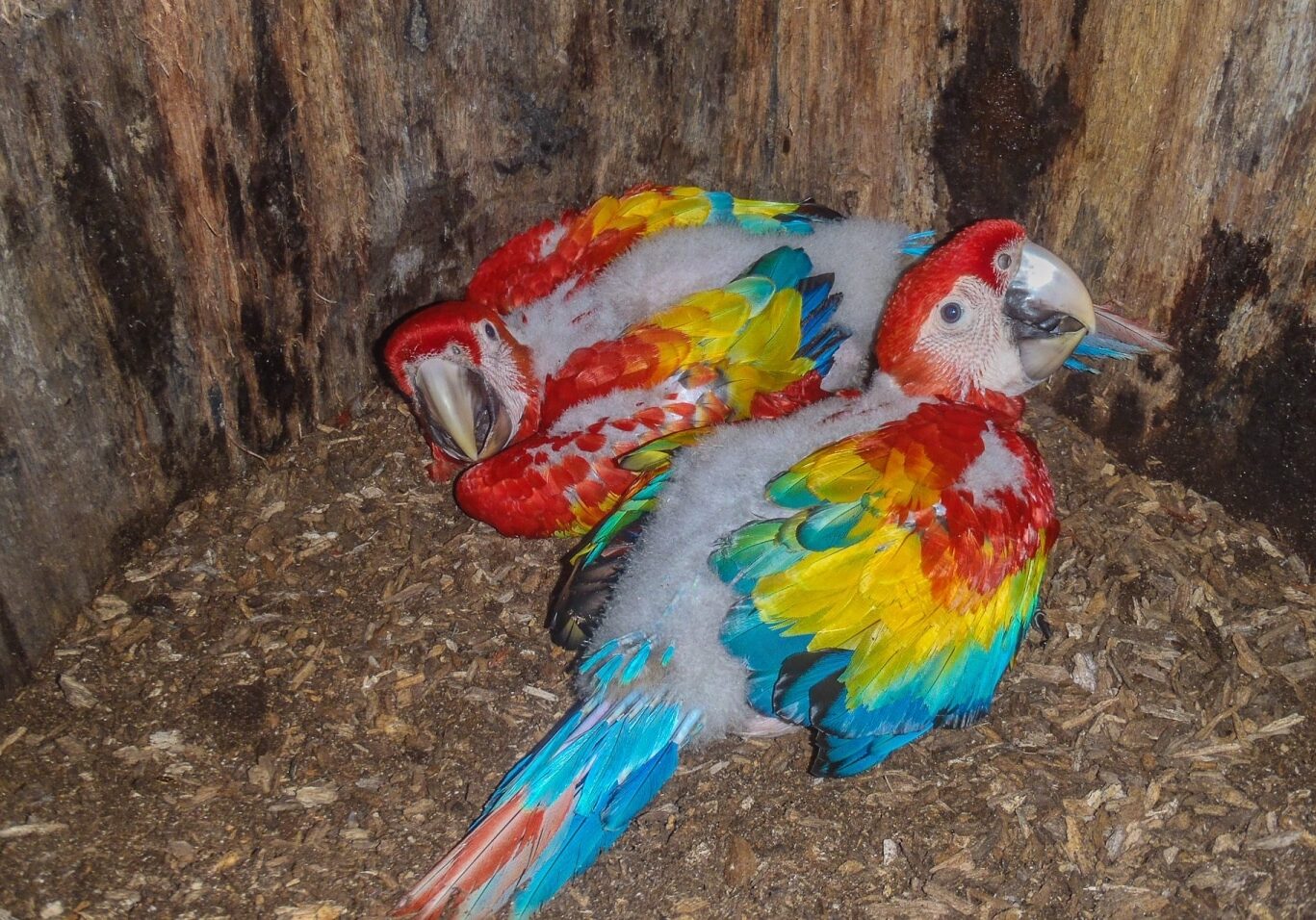 baby-macaws-2